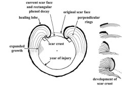 A drawing illustrates the healing process after a cedar tree’s bark is peeled off. (Jacob Earnshaw expert witness report)