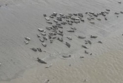 There are approximately 100,000 harbour seals believed to be found on the B.C. coast. (Pacific Balance Marine Management video still)