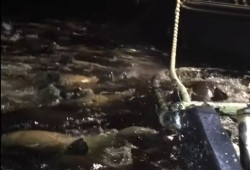 Seals are filmed in a commercial fishing net. (Pacific Balance Marine Management video still)