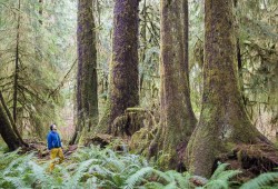 Ken Wu, executive director for the Endangered Ecosystems Alliance, stands with Sitka spruce trees on Vancouver Island. (T.J. Watt photo)