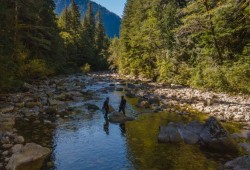 Snorkel team of biologists enumerates steelhead in Gold River. (Fernando Lessa photo)