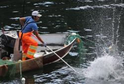 A Tseshaht fisher whacks the Somass River to help lure chinook into a net. The DFO has announced that incentives are coming to help First Nations transition away from their communal salmon licences to other species. (Eric Plummer)