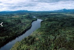 Stuart River north of Prince George. The Early Stuart sockeye run was one of the most heavily impacted by the slide (Province of B.C.).