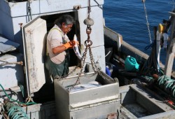 1.	A T’aaq-wiihak fisher lands Fraser River sockeye in Tofino, August 2018. (Irine Polyzogopoulos photo)