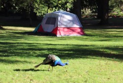 This fall front-line workers have seen an increase of tents in Victoria's parks. (Denise Titian photo)