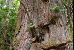 A test hole is visible in a cedar tree on Nootka Island, part of the First Nation's evidence presented to the court to show historical occupation in the area. (Jacob Earnshaw court files)