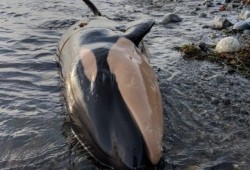 The killer whale was first reported by a hiker from the southern shore of Nootka Island on Nov. 14. (Mowachaht/Muchalaht First Nation photo)