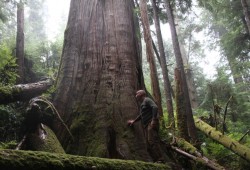 The area is home to yellow cedar trees that surpass 1,000 years in age.