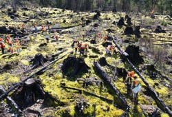 Youth from Port Alberni plant trees in the aftermath of the Mount Underwood forest fire. A community planting event was held on April 16, which brought together volunteering Mosaic staff, students from the Alberni Valley Land Based Learning class, members of the Port Alberni Scouts, and their teachers and caregivers to plant seedlings in the footprint of the 2025 Mount Underwood wildfire. (Mosaic Forest Management photo)