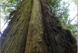 A cedar tree on northern Nootka Island continues to grow despite bark being removed by Indigenous people. (Photo submitted by Jacob Earnshaw expert witness report)