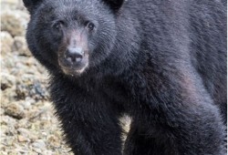 The Conservation Officer Service says the majority of reports related to all three bears occurred during daytime hours when people were present. They told the Ha-Shilth-Sa that they continue to receive reports of additional bears in the Ucluelet area displaying similar food-conditioned behaviour. (B.C. Conservation Officer Service photo)