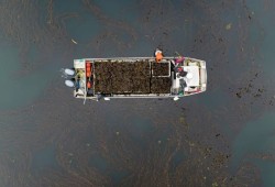 From April to October Shaelynne Bood’s operation picks kelp that is used to help agricultural and plant growth, as well as for skin care products. (Shaelynne Bood/Instagram photo)