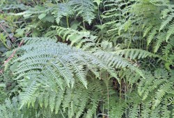 Bracken fern