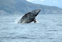A grey whale breaching. (NOAA Fisheries photo)
