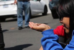 A butterfly is released in Port Alberni at the parking lot behind Usma Nuu-chah-nulth Family and Child Services’ main office on Aug. 31, marking International Overdose Awareness Day. (Eric Plummer photo)