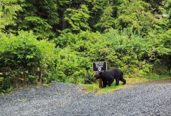 A bear is seen by cabins in Ucluelet. (Jenna Anderson photo)