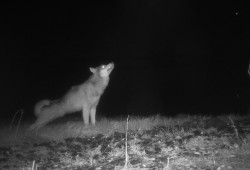 Since the early 1970s wolves have returned from extinction on Vancouver Island to pose a hazard on the west coast. (Parks Canada photo)