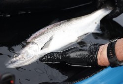 Fish farms are known to have a high concentration of tenacibaculosis disease, as it's one of the major causes of fish mortality in aquaculture settings. But the BC Salmon Farmers Association says the discovery does not show a direct link to farms, as Tenacibaculum is common bacteria that is “widespread in the marine environment and can act as opportunistic pathogens when fish are stressed or compromised.” (UBC photo)