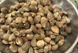 By this fall those living in the region around Zeballos were back to picking clams, including Ehattesaht member Kyle Harry, who gathered several bags for eight families in Zeballos and Campbell River. (Kyle Harry photo)