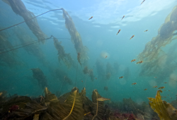 Cod and rockfish swim through kelp in the Salish Sea off Vancouver Island. (Brian Timmer photo)