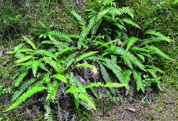 Deer fern