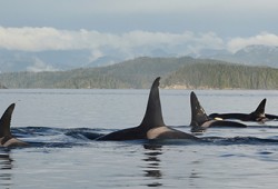 During the warmer months Southern Resident killer whales primarily eat chinook salmon, leading Fisheries and Oceans Canada to consider more protections for areas off the west coast of Vancouver Island to enable the struggling orcas to forage. (Fisheries and Oceans Canada photo)