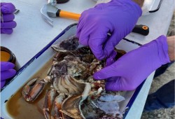 After a few days in the water four samples of Dungeness crab hepatopancreas were selected for analysis, which is the organ in the shellfish used for detoxification and digestion. (DFO photo)