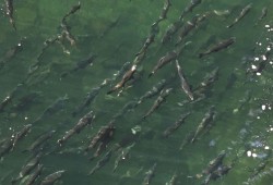 Chinook salmon fill the Stamp River in September 2023. (Alexandra Mehl photo)