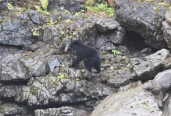 Port Alberni’s community gathered on Sept. 24, to celebrate their rivers at Stamp River Provincial Park, where salmon were pooling and bears were hunting. 