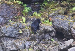 A black bear snatches a salmon from the Stamp river, taking advantage of the annual chinook migration in September 2023. (Alexandra Mehl photo)