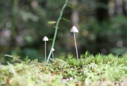 Even if it takes hundreds of years the Salmon Parks initiative has determined that the species can recover only if the forest is allowed to heal.