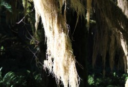 Vegetation catches sunlight by the Burman River, which is recognised as part of Mowachaht/Muchalaht's Salmon Parks.