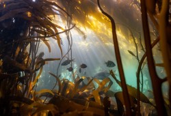 Kelp forests are often called the lungs of the ocean because they absorb carbon dioxide and release oxygen. (Andrew McCurdy photo)