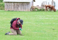 Agriculture and Agri Food Canada researcher Kristin Low from the University of Lethbridge collects a fecal sample during a May 6 trip to Opitsaht. 