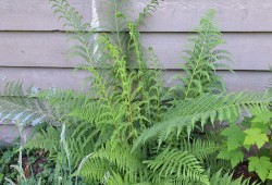 Lady fern