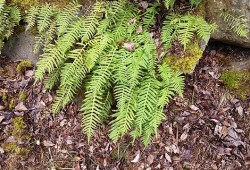 Nuu-chah-nulth used the licorice fern for coughs and colds, and it was said they were often just chewed for the sweet flavor. 
