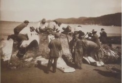 Makah members harvest a whale caught in the waters off of Neah Bay in 1910. Except for isolated incidents, the practice ceased for the Nuu-chah-nulth tribe in the 1920s. (Asahel Curtis/Wikimedia Commons)