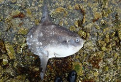 A dead mola mola was discovered near Bamfield, B.C. The warm-water species was found unusually far north during the 2014-16 heatwave. (Kristina Tietjen photo)