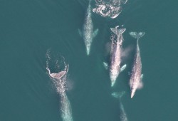 Grey whales migrating south between their summer feeding grounds in the Arctic and wintering lagoons in Mexico. (NOAA Fisheries photo)