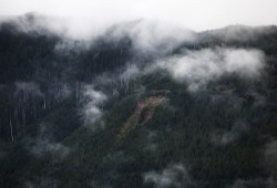 Tiičma Forestry LP is a small market logger based up in Ka:’yu:’k’t’h’/Che:k’tles7et’h’ First Nations (KCFN) territory on Vancouver Island’s north coast. The  company sells west coast old and second growth logs to a Terminal Forest Products sawmill on the mainland who exports primarily to the U.S. (Melissa Renwick photo)