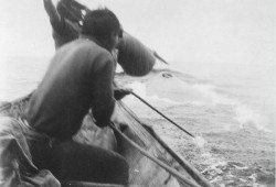 The Makah’s whaling traditions are over 1,000 years older than the United States of America, states the tribe. Pictured are Nuu-chah-nulth-aht harpooning a whale. The tribe ceased the practice in the late 1920s. (Makah Tribe photo)