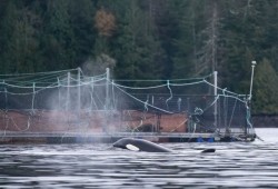A killer whale swims near a salmon farm in Clayoquot Sound, near Tofino. (Eagle Eyes photo)