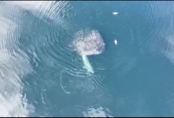 The transient orca dives through a cluster of bait fish in the lagoon, eating some of them. (DFO video still)