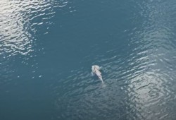 Although many parts of the lagoon are shallow, at high tide it can be as deep as 100 feet. (DFO drone still)