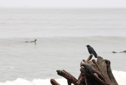 A crow rests on a piece of driftwood at Pacheedaht Beach on Vancouver Island.