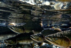 In recent years populations of pink salmon have shown the strongest increases in regions of the B.C. coast. (Brandon Deepwell/Pacific Salmon Foundation photo)