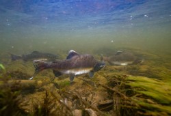 Pink salmon are well above their long-term average in east Vancouver Island and the Mainland Inlets, with a 164 per cent spawner abundance increase over the last year. (Fernando Lessa/Pacific Salmon Foundation photo) 