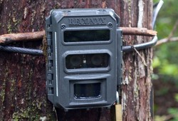 A tree-mounted motion-activated camera sits in the forest to document the passing of wolves. (Parks Canada photo)