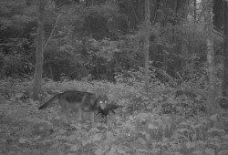 Parks Canada monitors wolf activity in the Pacific Rim National Park Reserve. The agency has noticed an increase in wolf interactions with people and dogs since 2024. (Parks Canada photo)