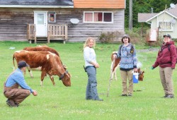 Cow techs Clay Weisschadel and Robyn Perritt and researchers Michael Veltri and Kristin Low spend the morning collecting fecal samples from each cow in the herd. 